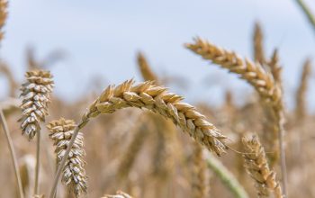 Supply concerns drive FAO Food Price Index higher